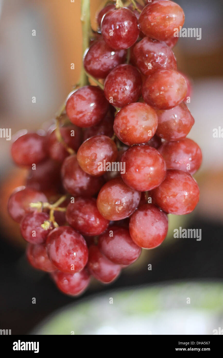 Une grappe de raisin. Les raisins peuvent être mangés crus ou ils peuvent être utilisés pour la fabrication du vin ou de la confiture. Banque D'Images