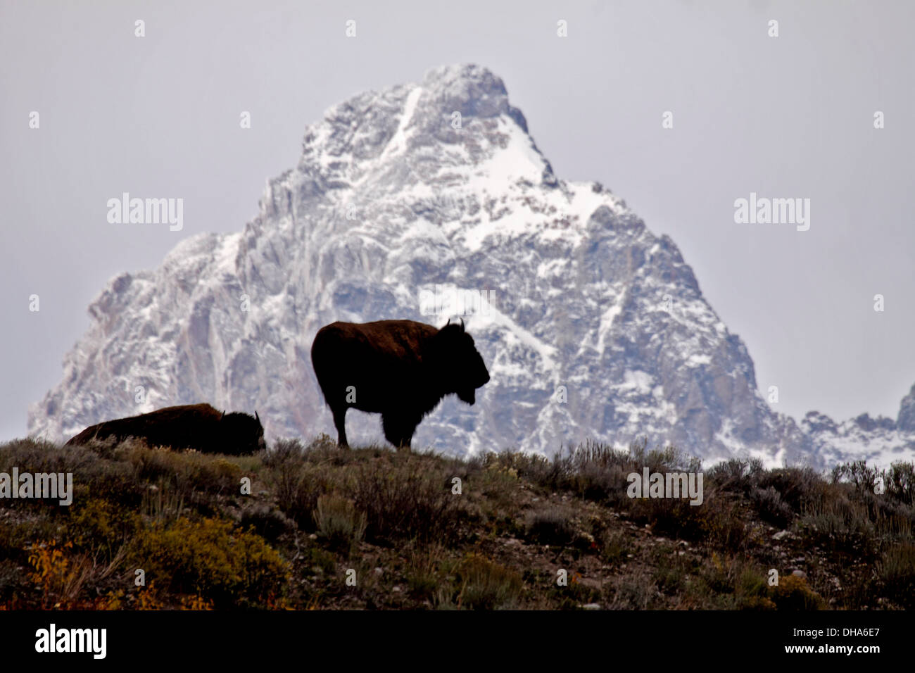 Bison d'Amérique sur l'augmentation de la plaine d'Armoise soutenu par le Grand Teton Mountain Range dans le Wyoming Banque D'Images