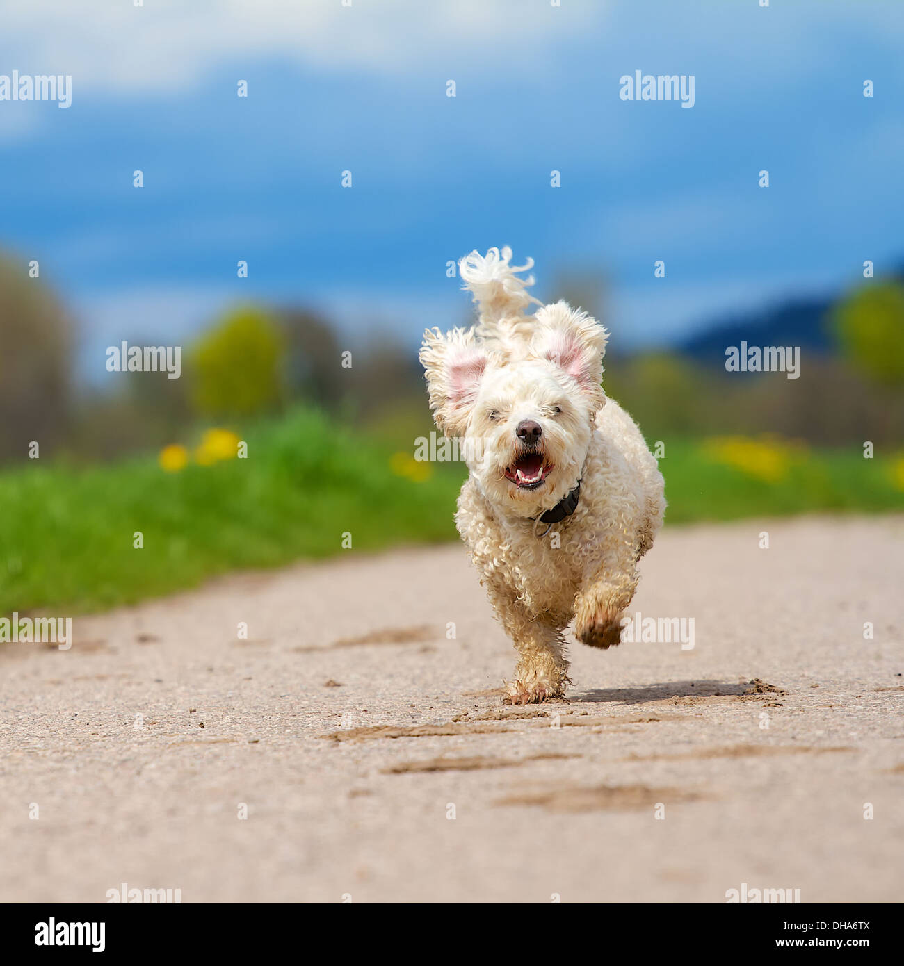 White dog avec les cheveux légèrement bouclés en courant vers la caméra, contre un ressort arrière-plan. Banque D'Images