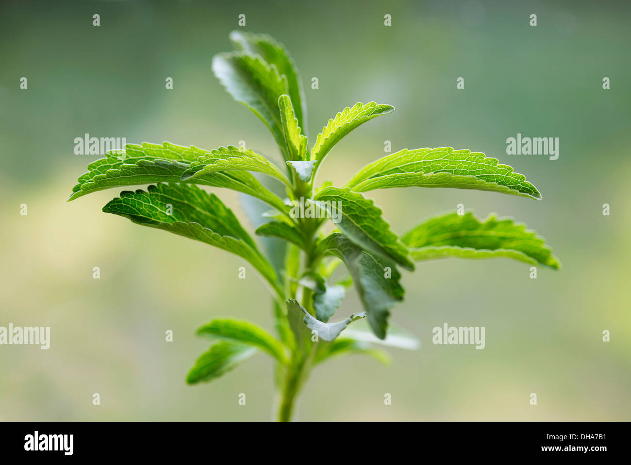 Sweet Leaf, Stevia rebaudiana, un édulcorant naturel. Close up montrant les feuilles dentelées. Banque D'Images