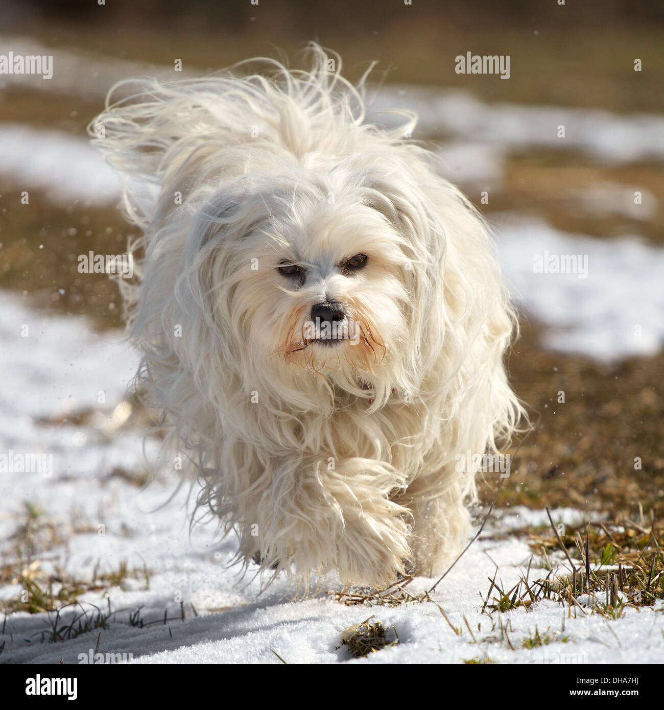 Un chien Bichon havanais - fonctionne sur une prairie enneigée légèrement avec le vol de la fourrure. Banque D'Images