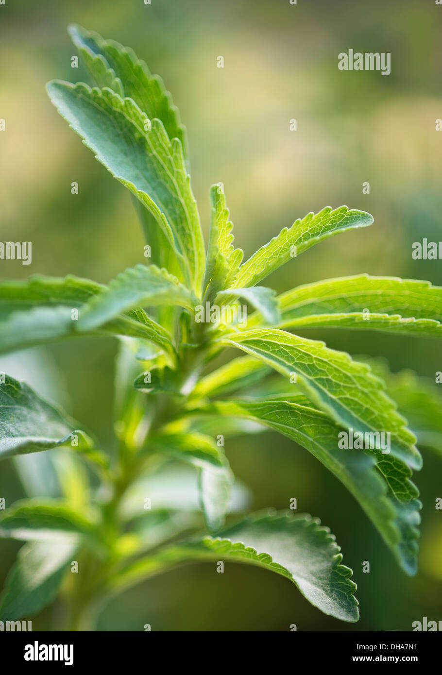 Sweet Leaf, Stevia rebaudiana, un édulcorant naturel. Close up montrant les feuilles dentelées. Banque D'Images