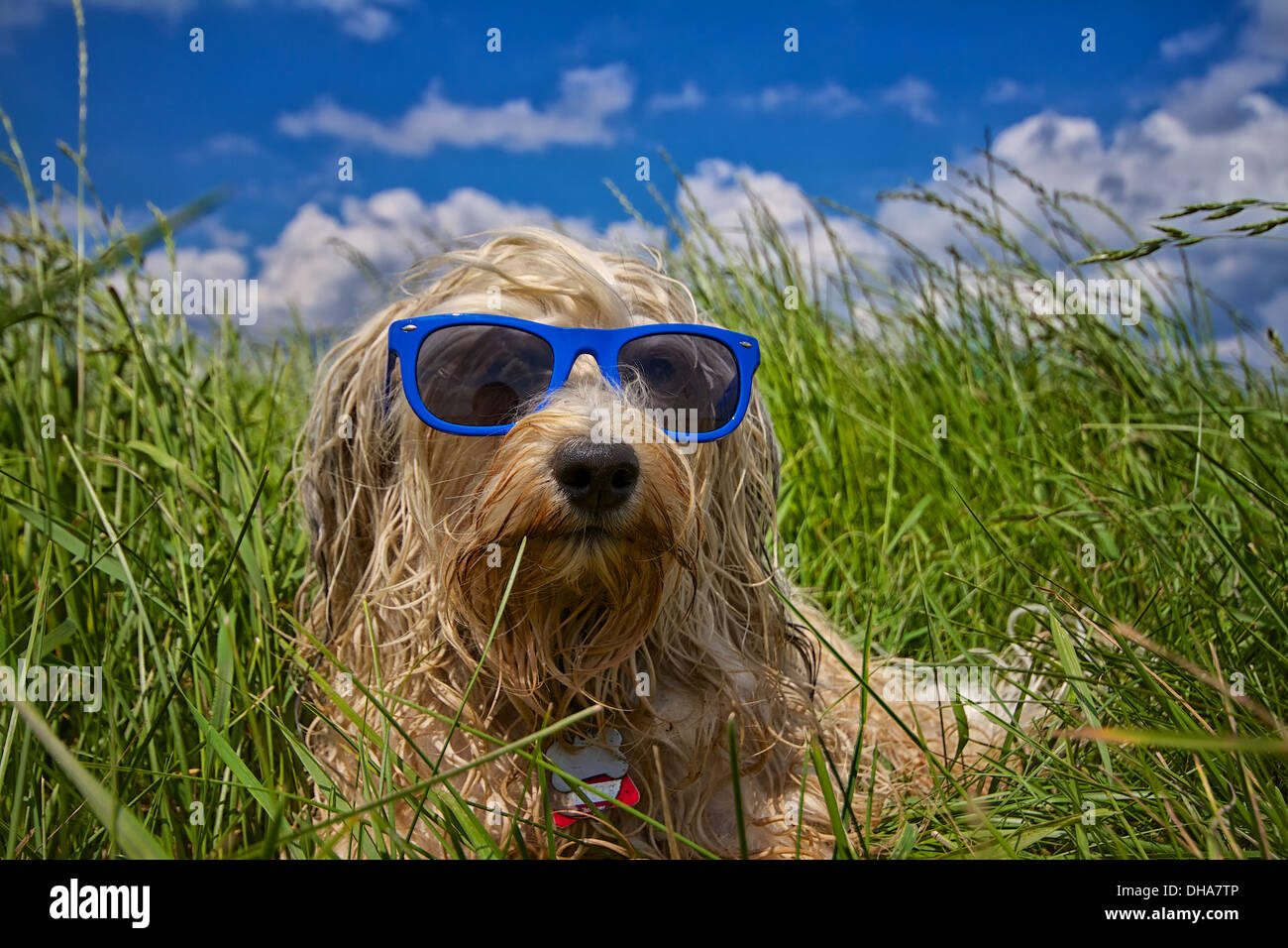 Un chien mouillé est complètement détendu avec un lunettes bleu dans un pré à l'arrière-plan un beau ciel bleu avec quelques nuages. Banque D'Images