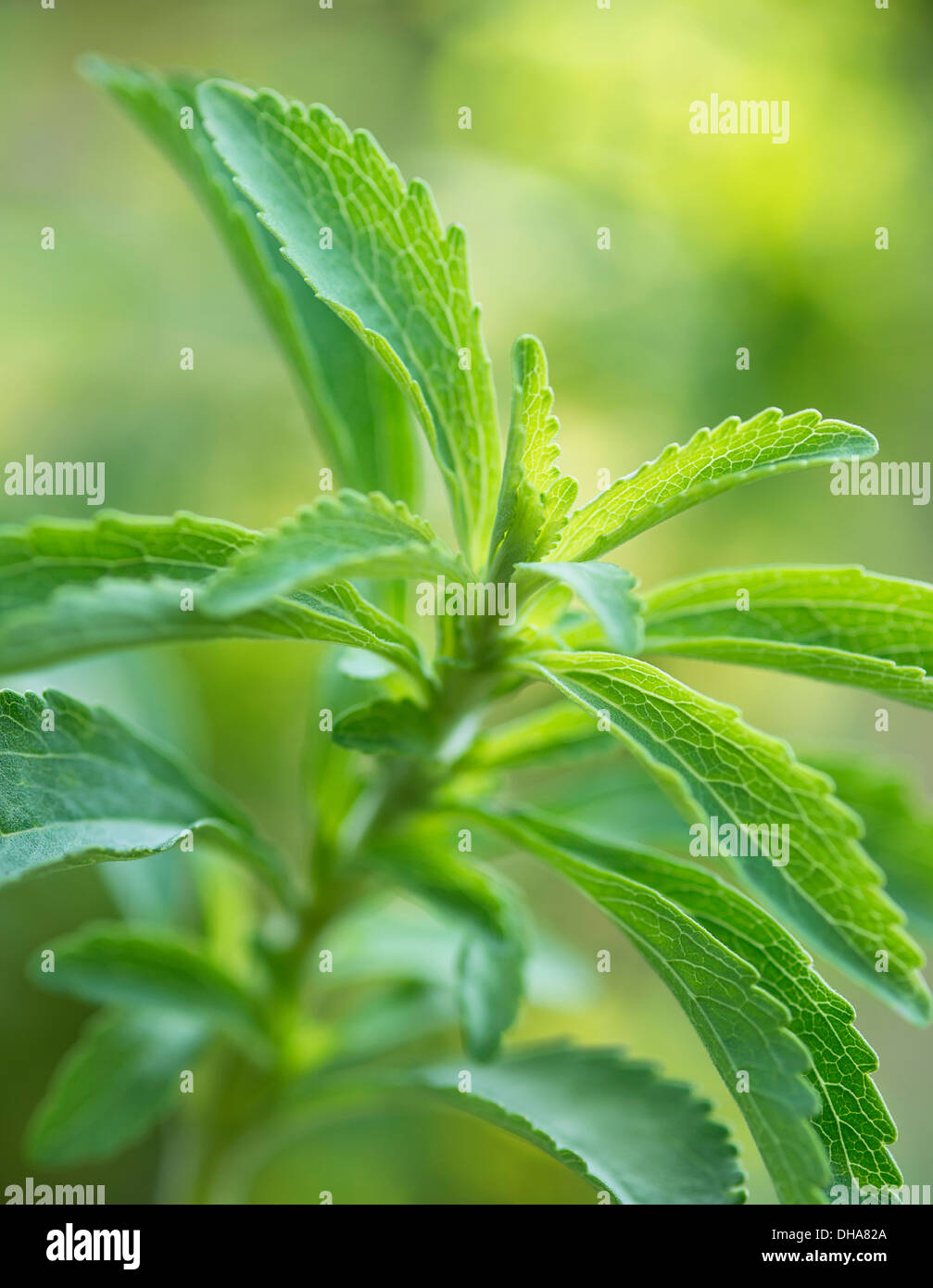 Sweet Leaf, Stevia rebaudiana, un édulcorant naturel. Close up montrant les feuilles dentelées. Banque D'Images