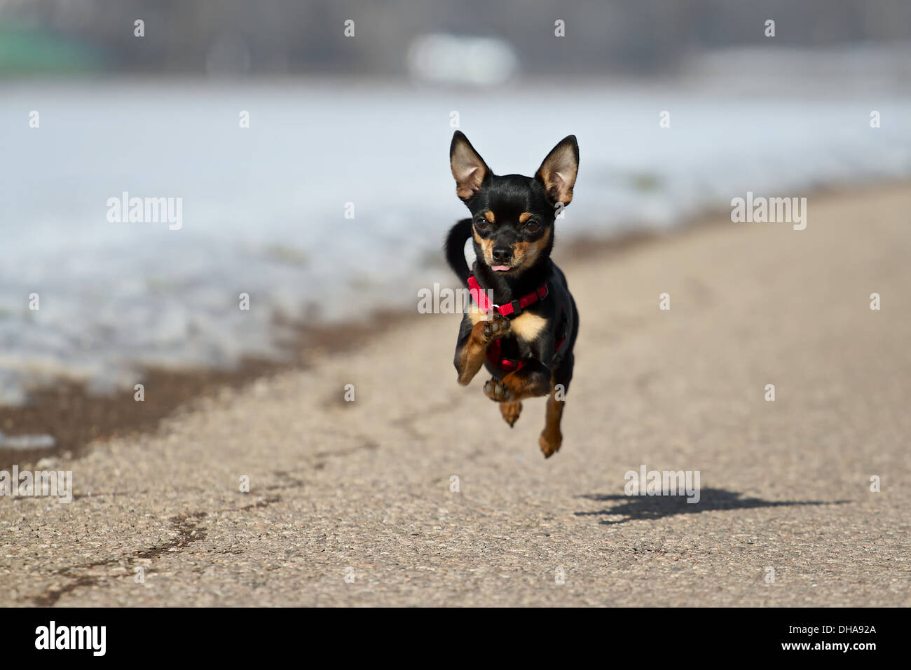 Un petit pinscher nain noir volant au-dessus de la route. Banque D'Images