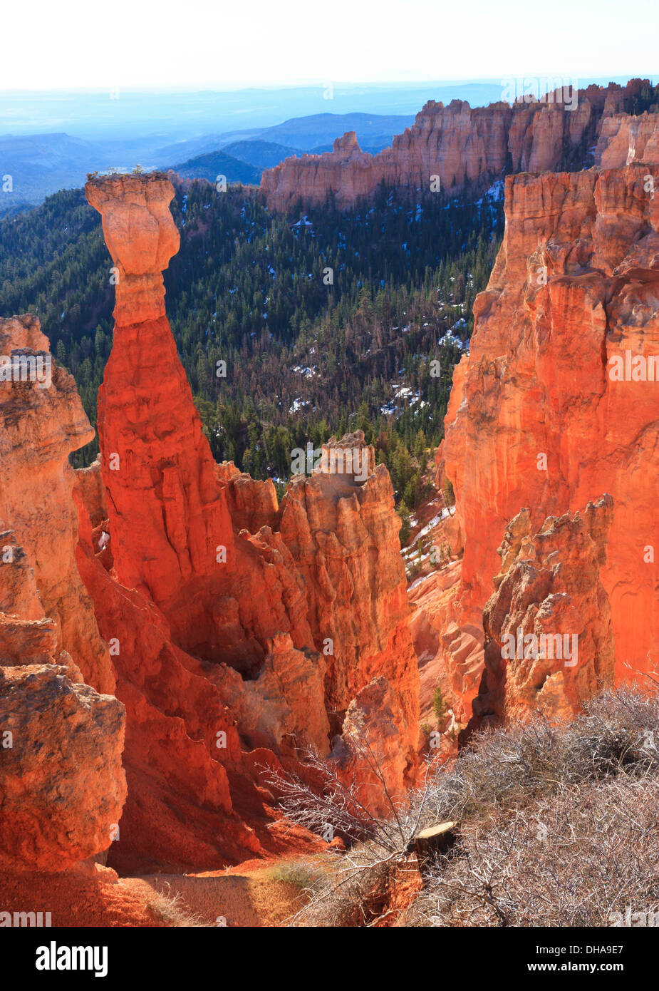 Tôt le matin dans la lumière s'allume l'Agua Canyon hoodoo Hunter (note les arbres pour les cheveux) dans le Parc National de Bryce Canyon, Utah Banque D'Images