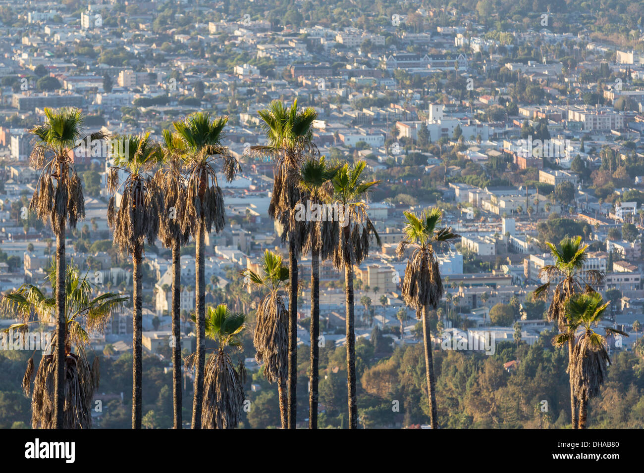 Hillside palmiers au-dessus de urban Hollywood, Californie. Banque D'Images