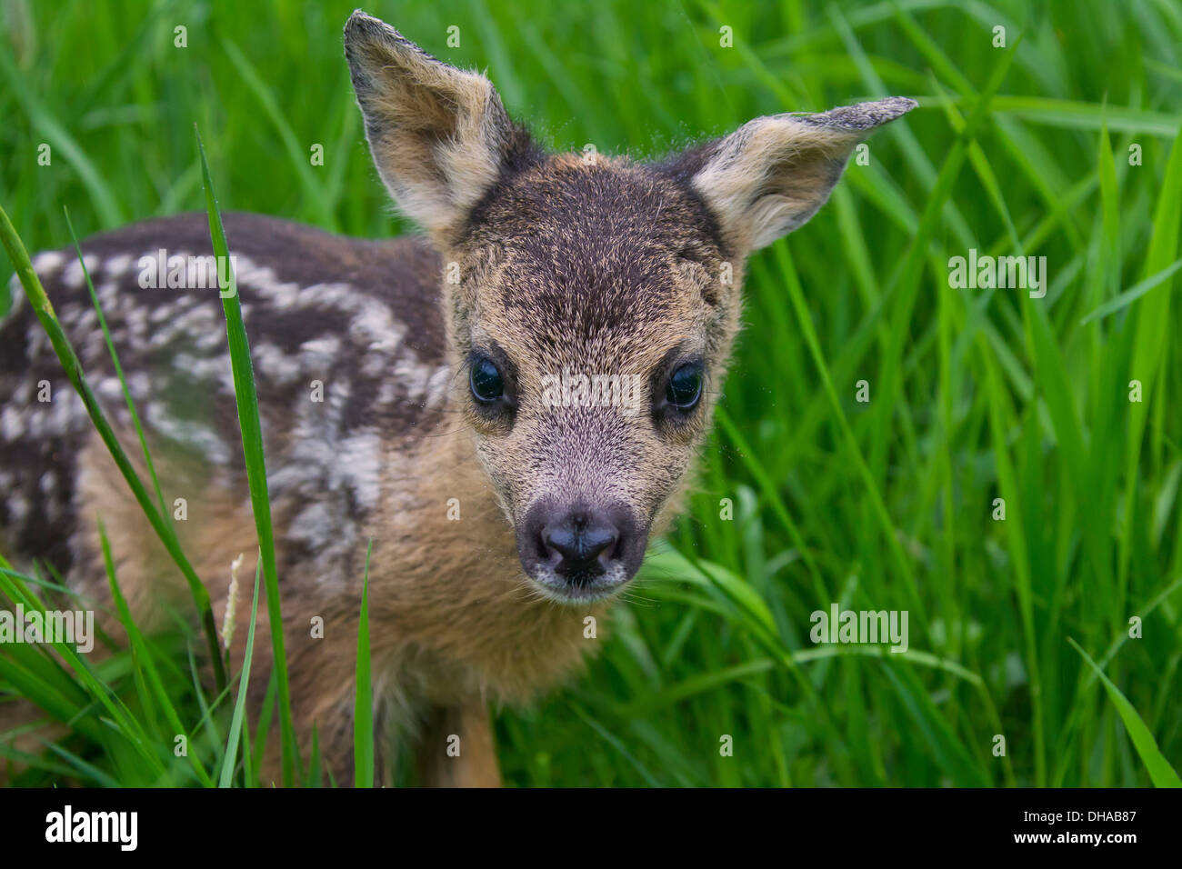 Close up de chevreuils (Capreolus capreolus) un jour fauve caché dans les hautes herbes de prairie Banque D'Images