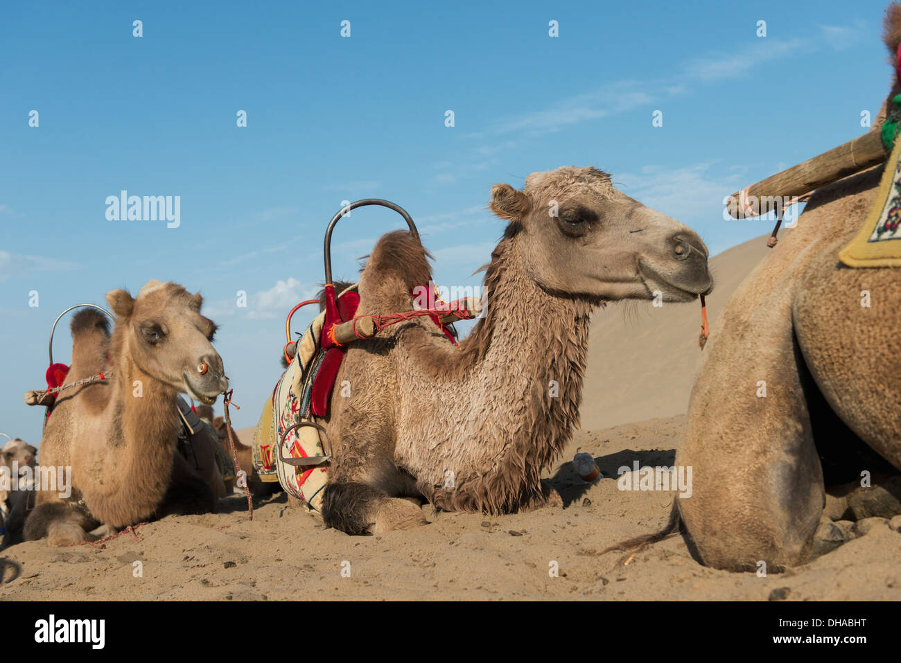 Les chameaux portant sur le sable Banque D'Images