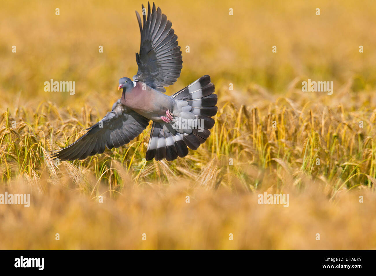 Bois commun pigeon (Columba palumbus) l'atterrissage dans un champ / champ de blé de fourrage sur les céréales dans les terres agricoles Banque D'Images