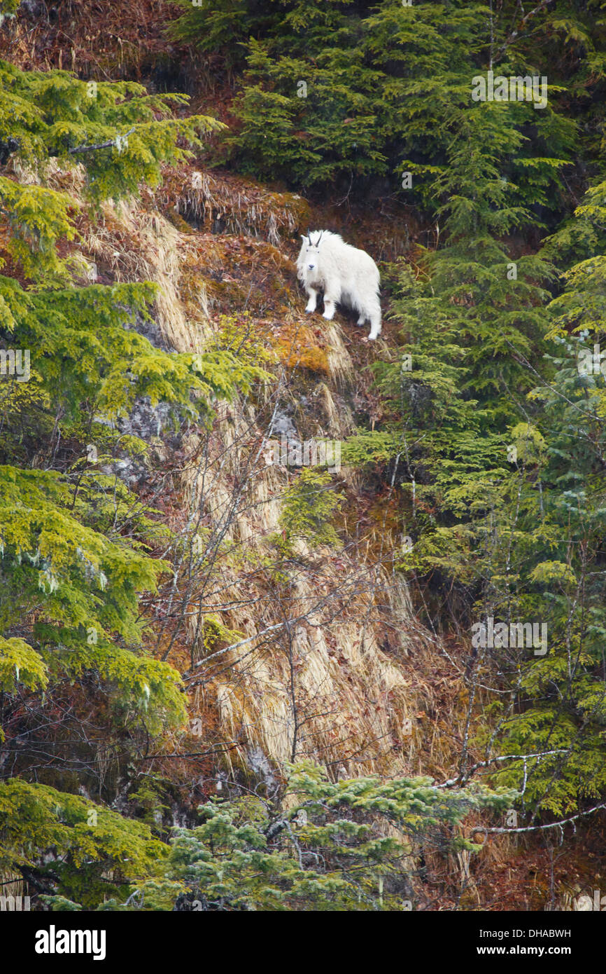 La Chèvre de montagne (Oreamnos americanus). Wells Bay, Prince William Sound, Alaska, la Forêt Nationale de Chugach. Banque D'Images