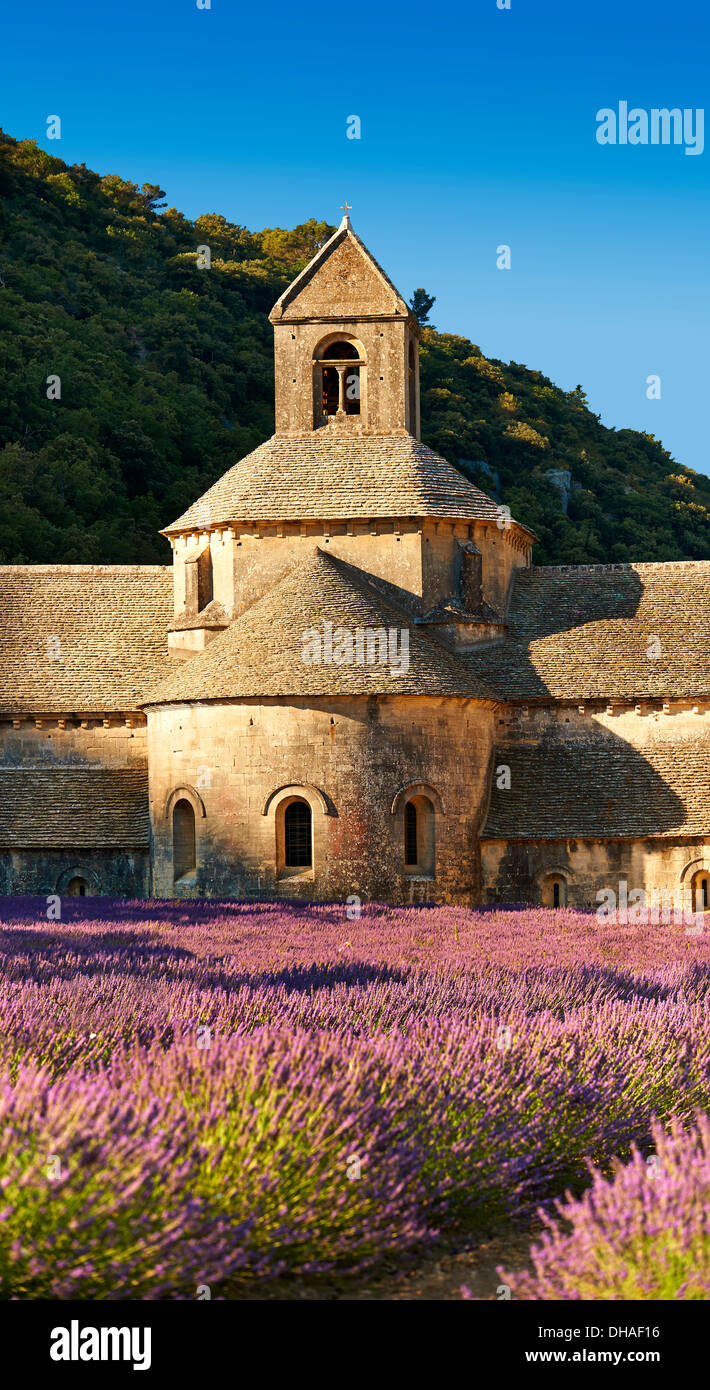 L'Abbaye cistercienne romane du xiie siècle de Notre-Dame de Sénanque, dans les champs de lavande en fleurs de la Provence. Banque D'Images