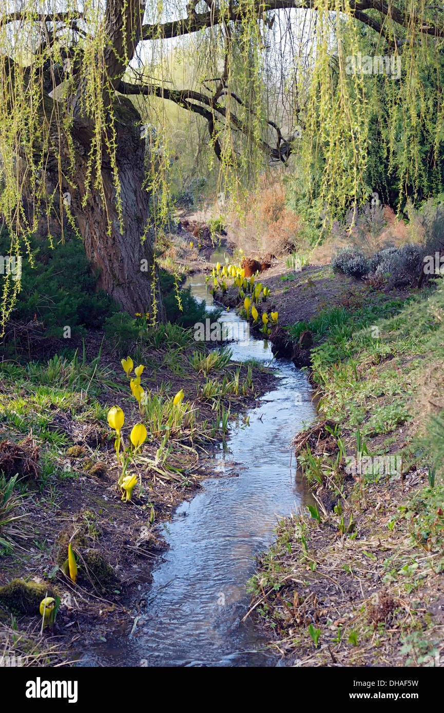 Flux forestiers dans le printemps ! Banque D'Images