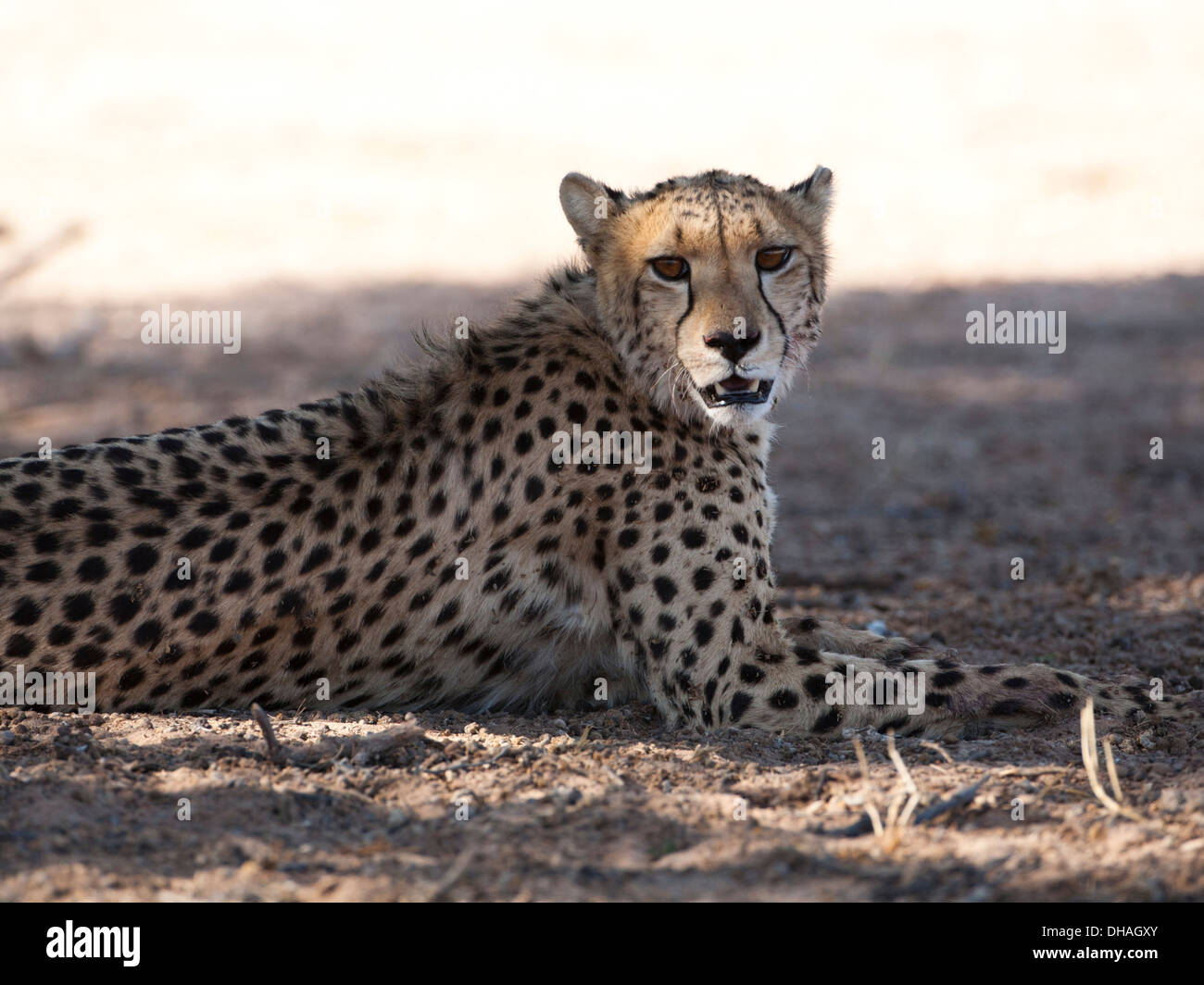 Le guépard se reposant dans le désert du Kalahari Banque D'Images