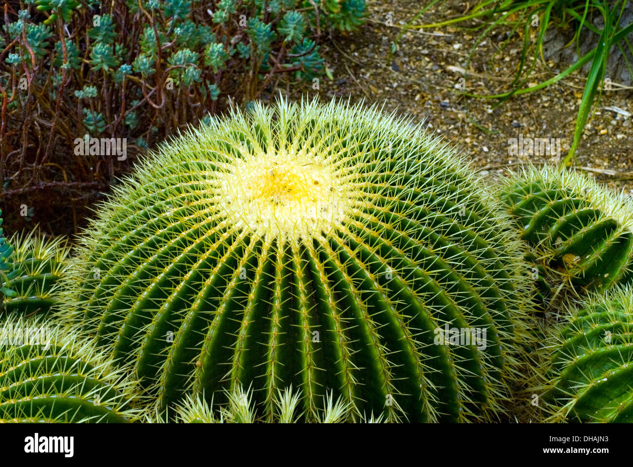 Cactus Cactus,Canon,épines , close up, Banque D'Images