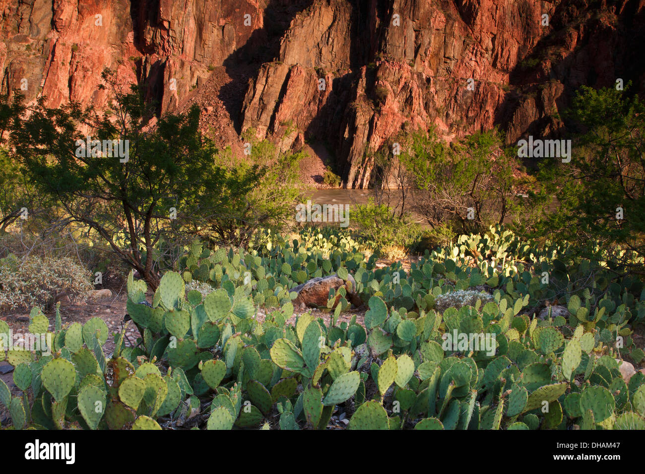 Cactus le long de la rivière Colorado, le long de la Bright Angel Trail, au bas du Grand Canyon National Park, Arizona. Banque D'Images