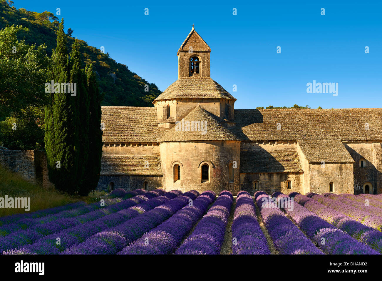 L'Abbaye cistercienne romane du xiie siècle de Notre-Dame de Sénanque, dans les champs de lavande en fleurs de la Provence. Banque D'Images