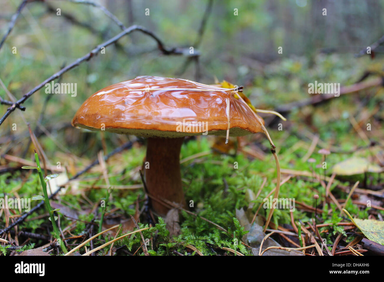 Beau champignon de Boletus badius dans la mousse Banque D'Images