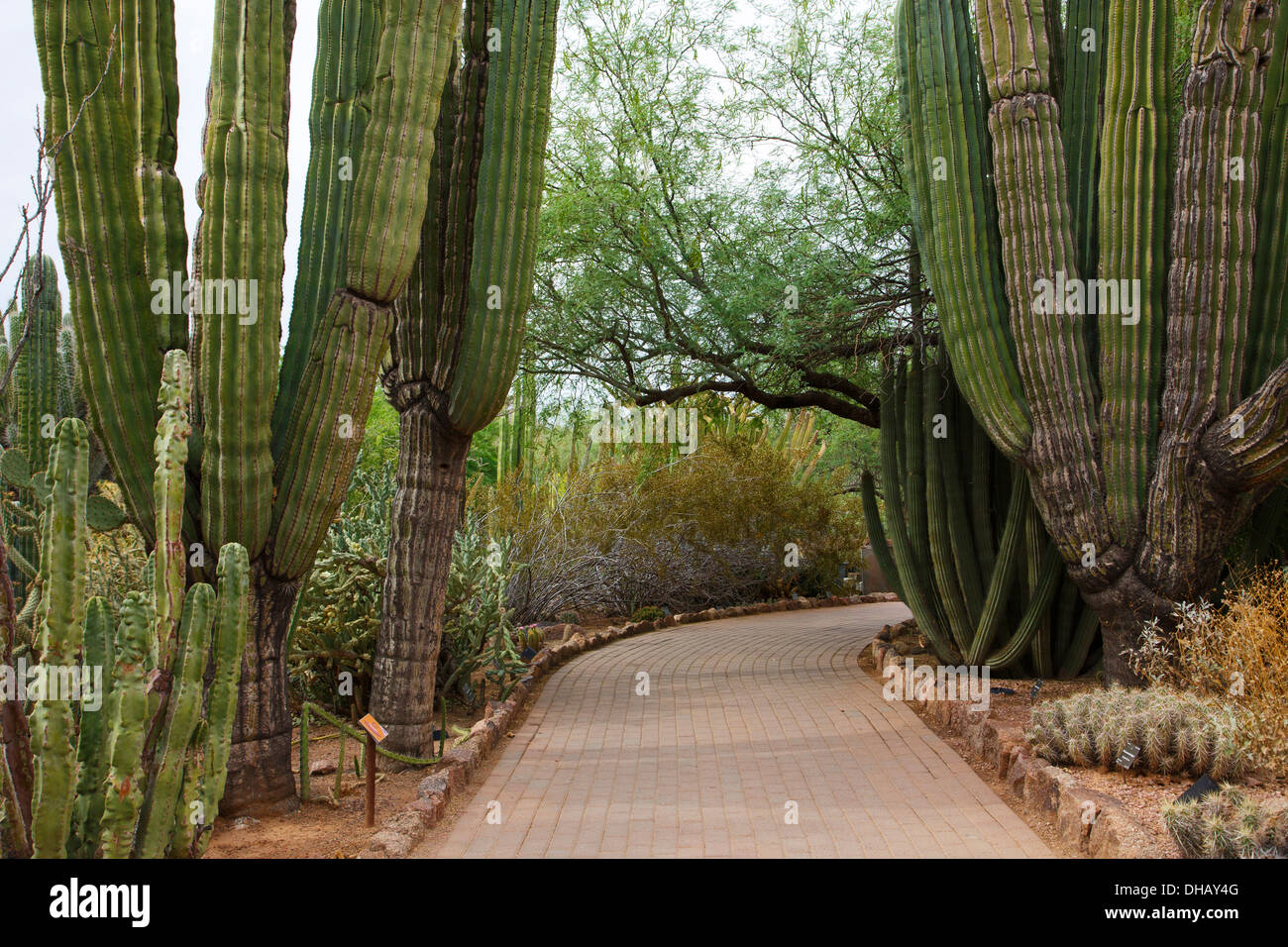 Jardin botanique du désert, Phoenix, Arizona. Banque D'Images