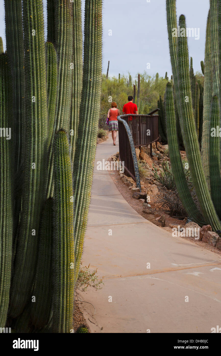 Jardin botanique du désert, Phoenix, Arizona. Banque D'Images
