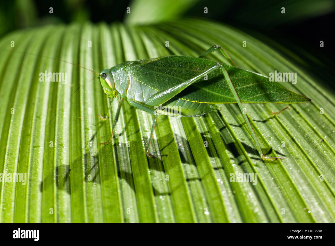 Katydid Espèces - La Laguna del Lagarto Lodge - Boca Tapada, San Carlos, Costa Rica Banque D'Images