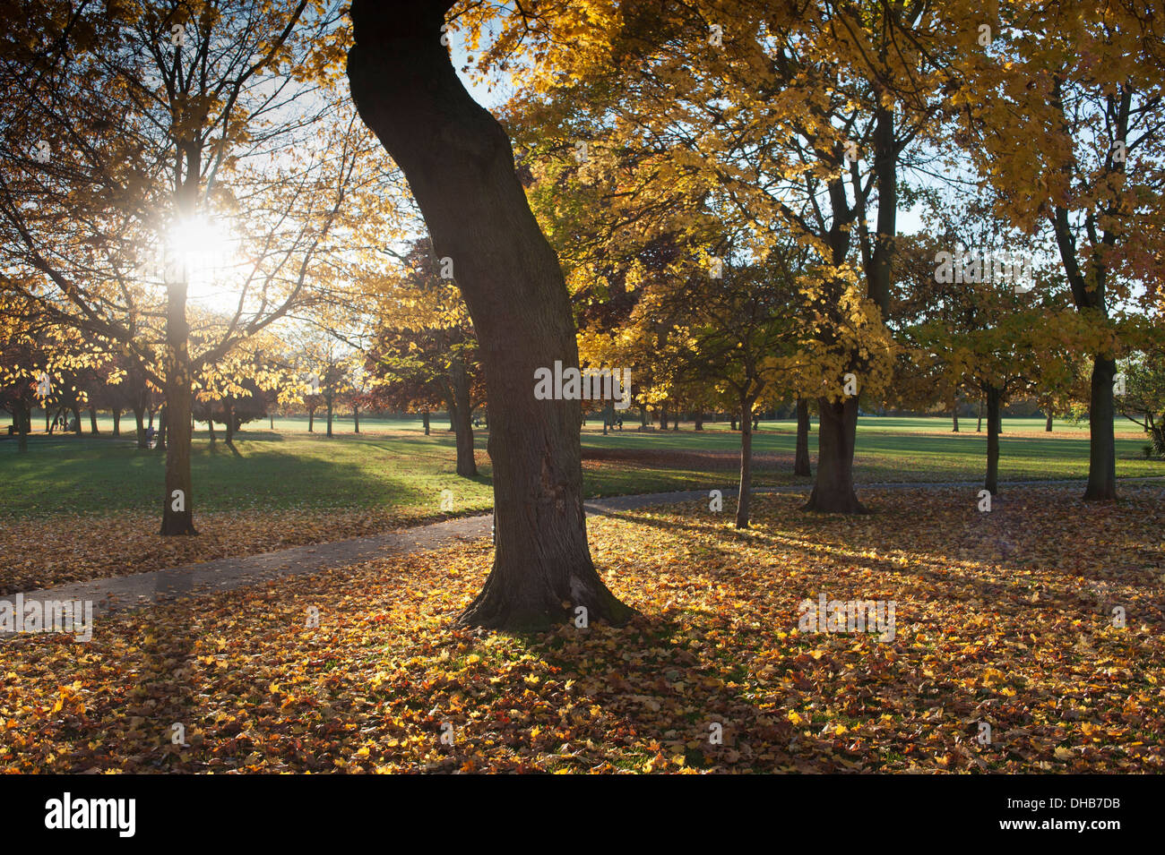 Le Lampton Park dans le district londonien d'Hounslow, à l'automne ou à l'automne, avec la fin de l'après-midi soleil couchant. Banque D'Images