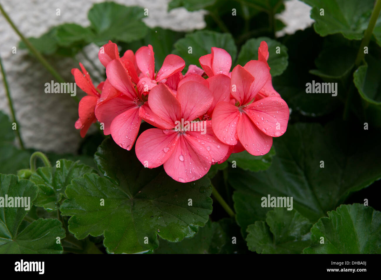 Fleur Rose Pelargonium zonale pot plante avec des feuilles vert uniforme Banque D'Images