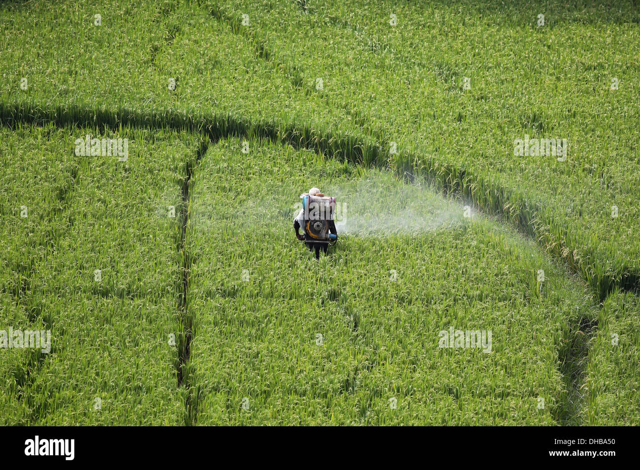 Indian farmer pulvériser un champ de riz avec l'Andhra Pradesh en Inde du sud des pesticides Banque D'Images