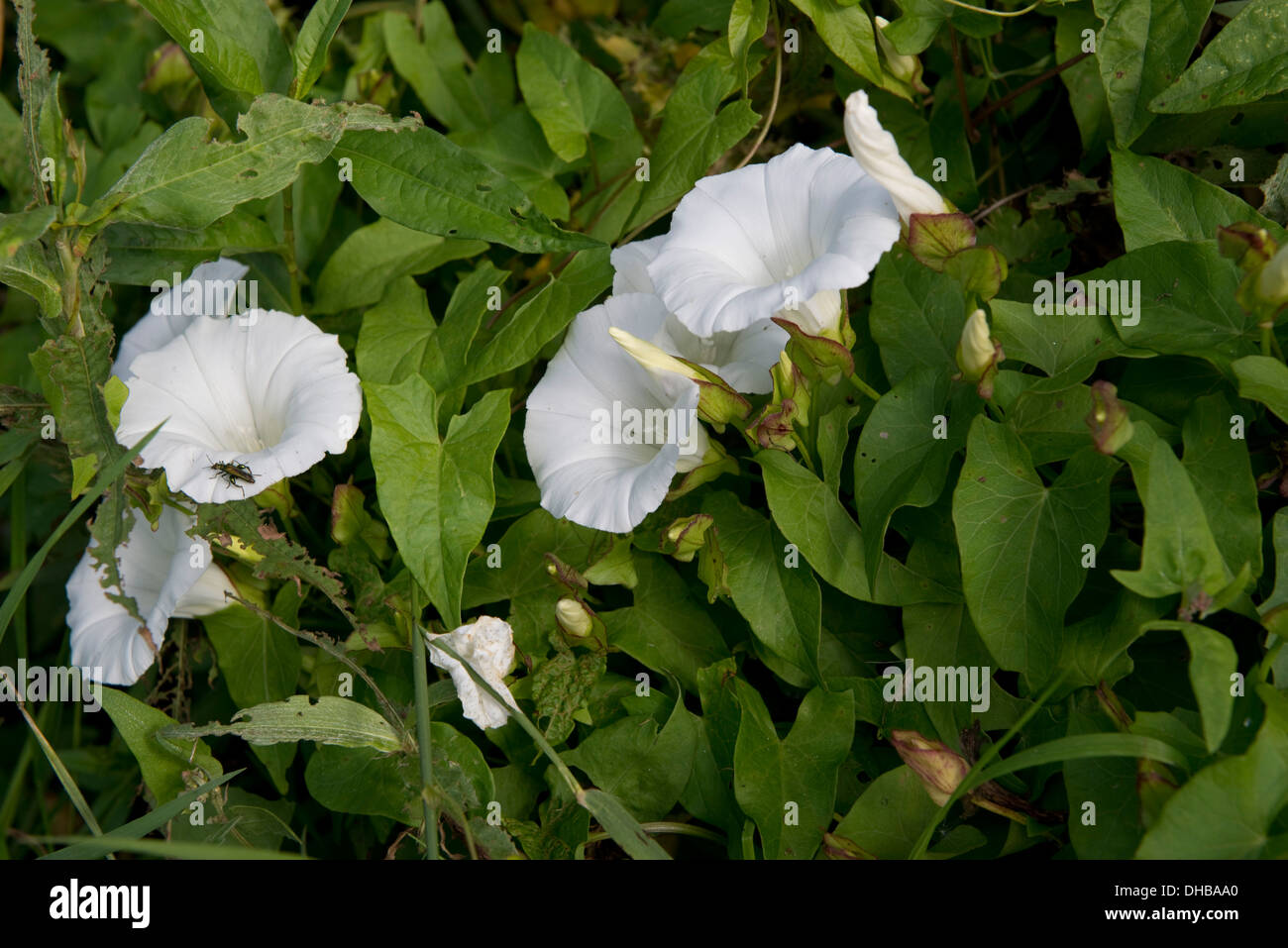 Liseron des champs, Calystegia sepium plus, 'granny-pop-out-de-lit' fleurit , Devon, Juillet Banque D'Images
