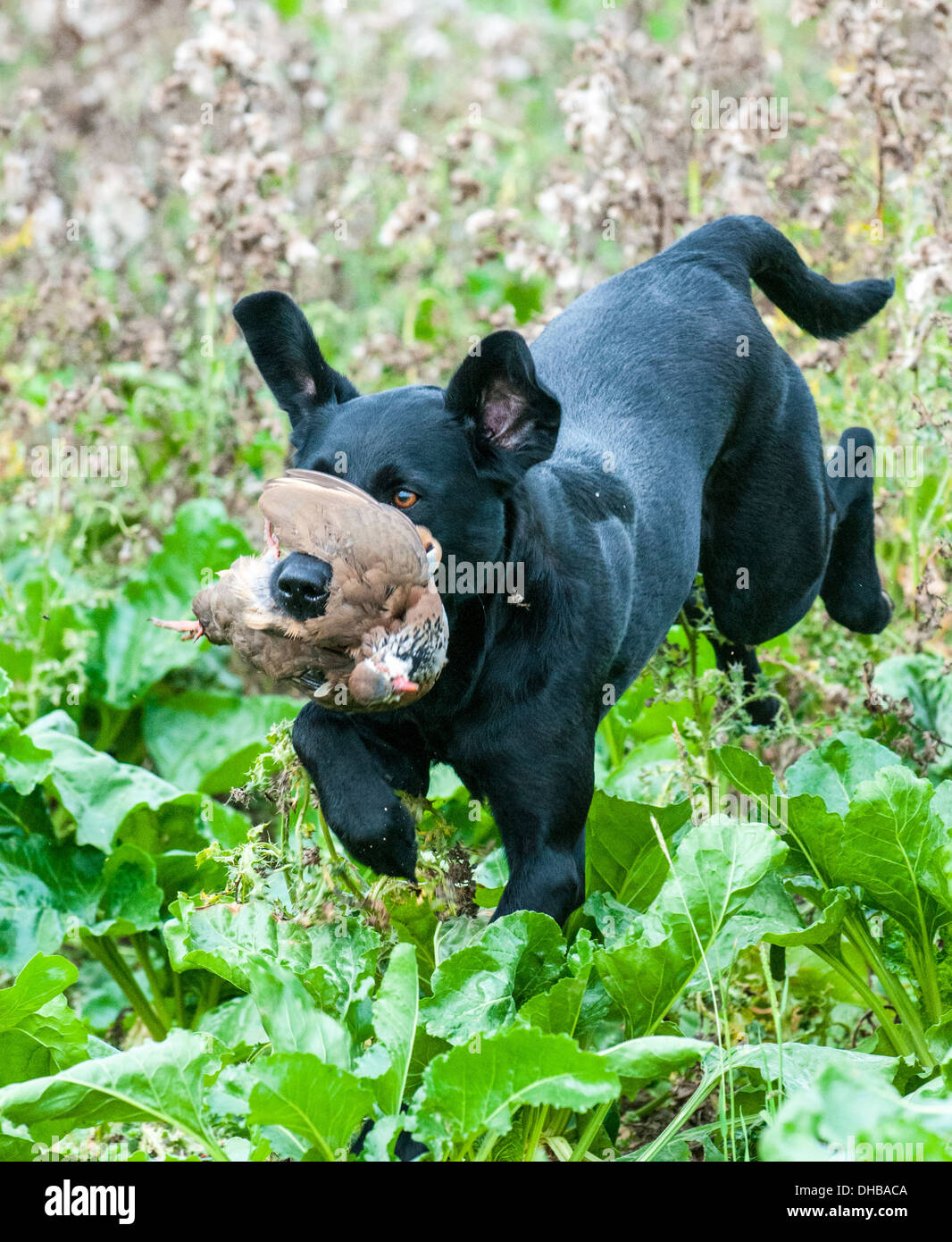 Un chien noir, Labrador, l'extraction d'une perdrix rouge lors d'une journée de formation de chien d'armes à feu Banque D'Images Un chien noir, Labrador, l'extraction d'une perdrix rouge lors d'une journée de formation de chien d'armes à feu Banque D'Images