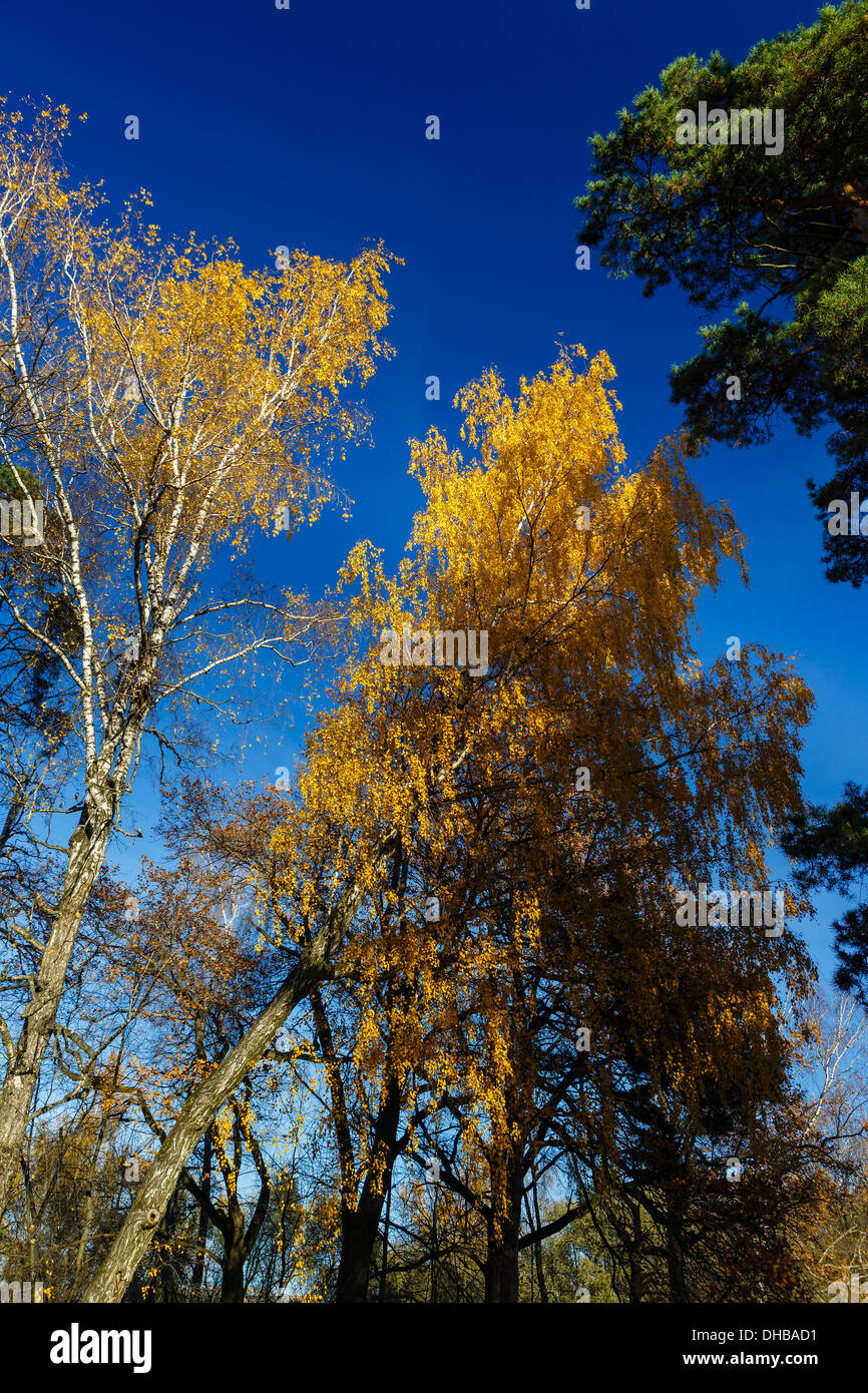 Les feuilles d'automne jaune sur de petites branches d'un bouleau Banque D'Images