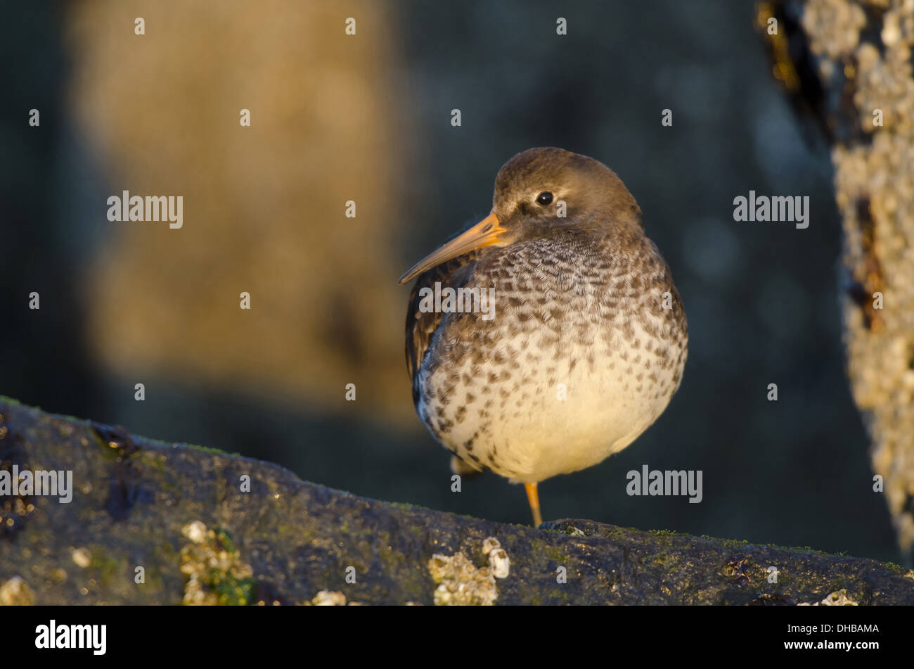 Bécasseau violet Calidris maritima, l'Allemagne, l'Europe, Banque D'Images