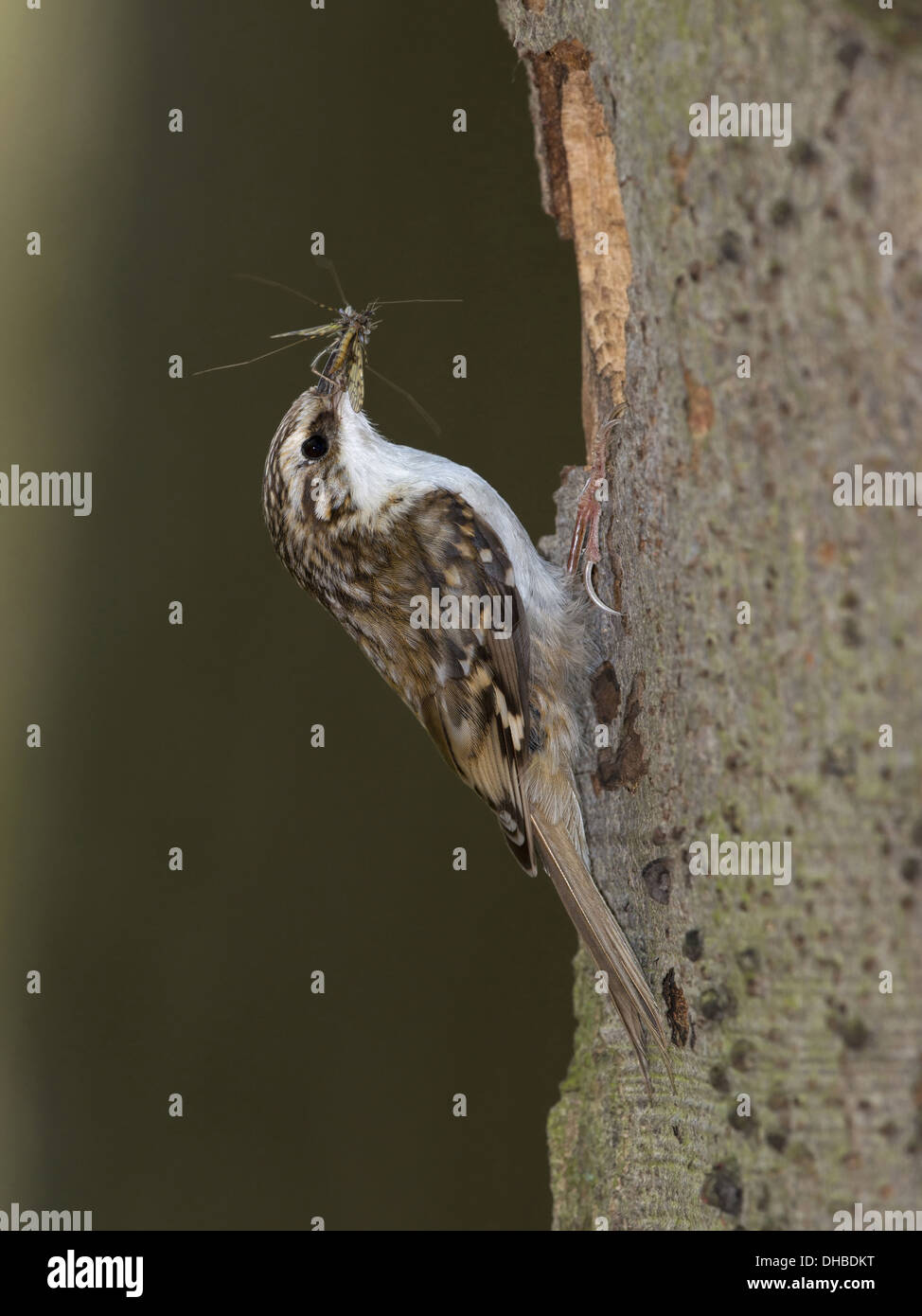 Bruant eurasien avec les proies à l'orifice de ponte, Certhia familiaris, Germany, Europe Banque D'Images