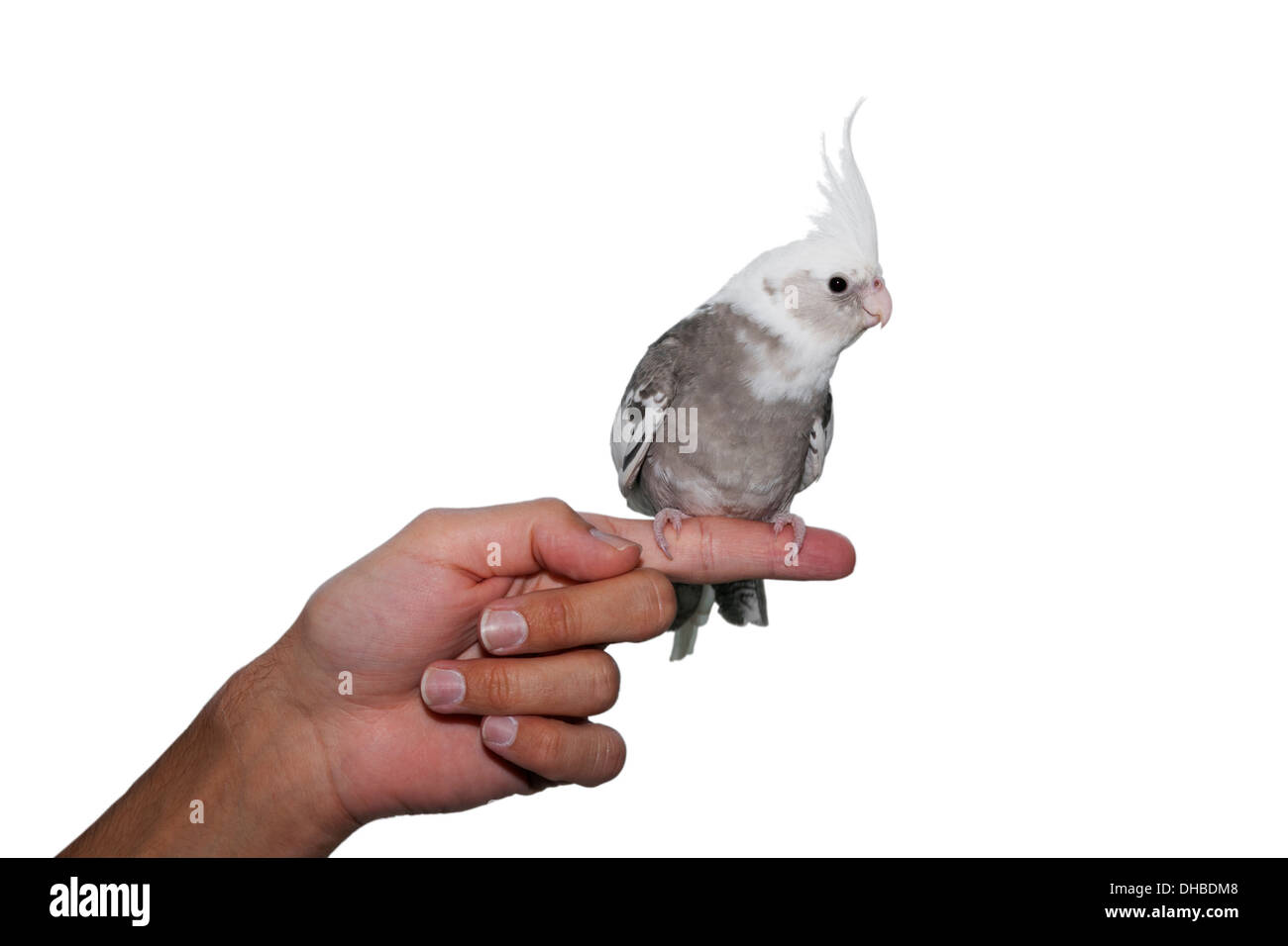 Oiseaux apprivoisés cockatiel Nymphicus hollandicus (perroquet) debout sur une mutation whiteface main isolé sur blanc face avant Banque D'Images