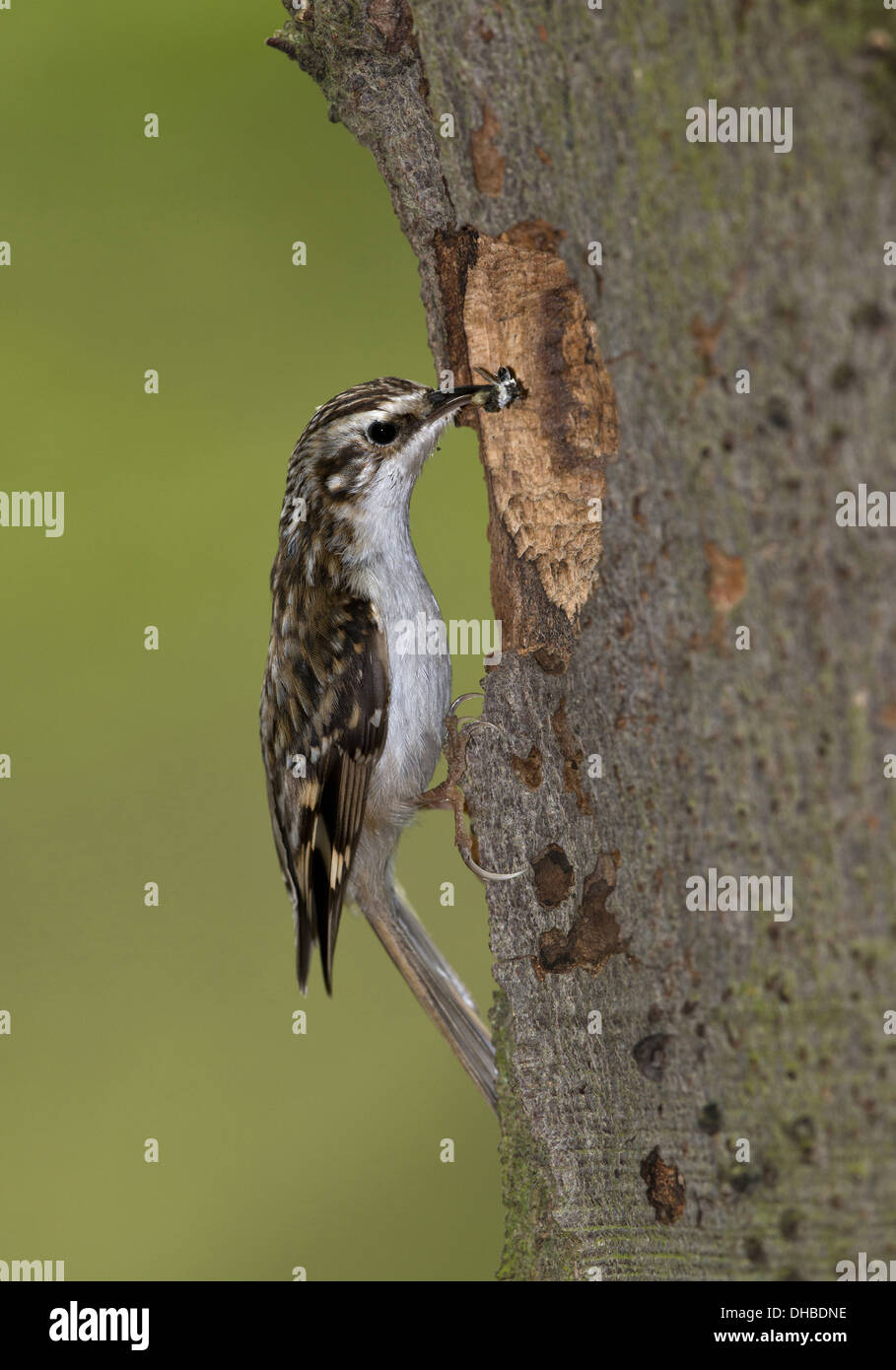 Bruant eurasien avec les proies à l'orifice de ponte, Certhia familiaris, Germany, Europe Banque D'Images
