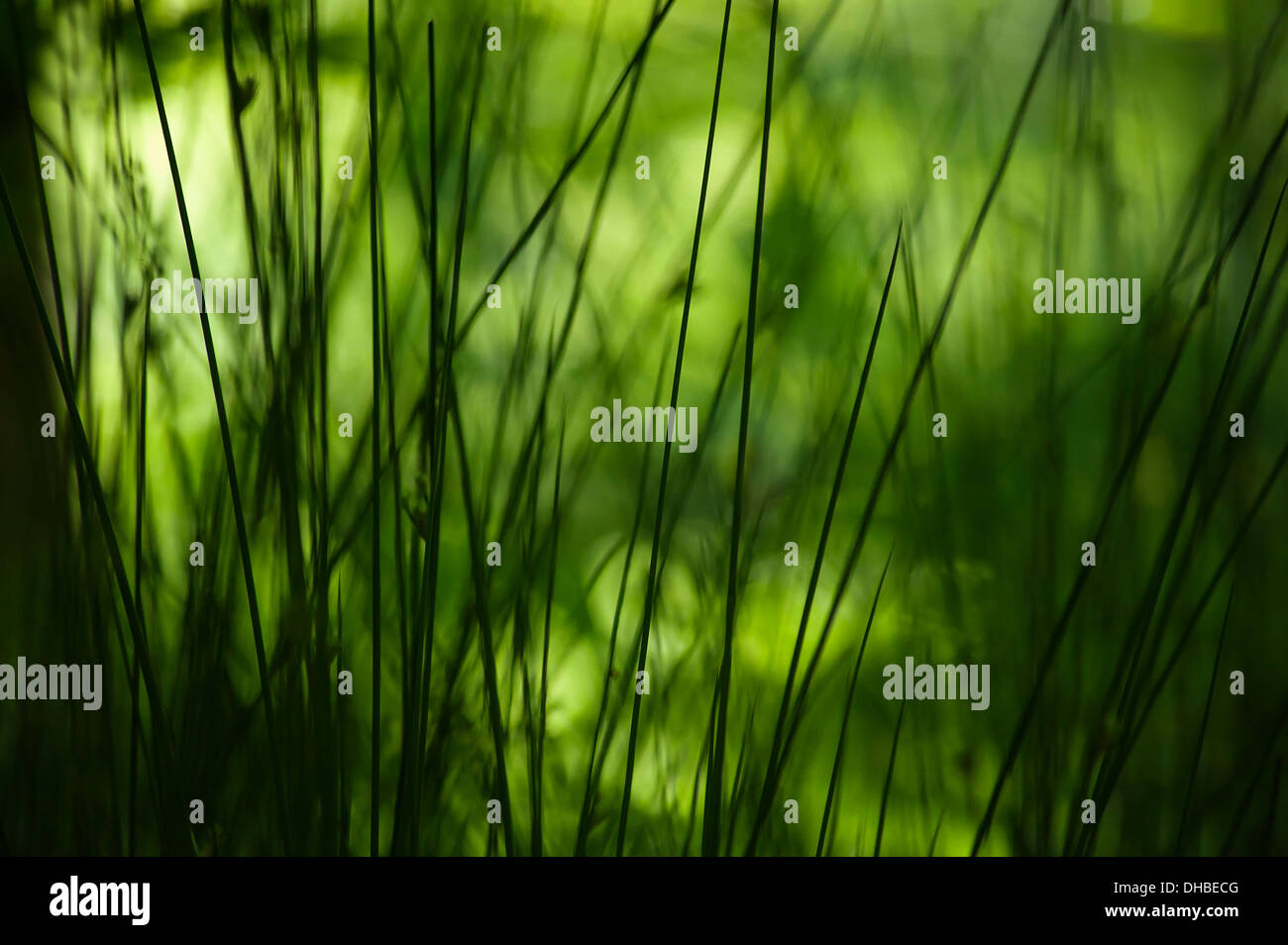 Voir à travers certaines herbes, Banque D'Images