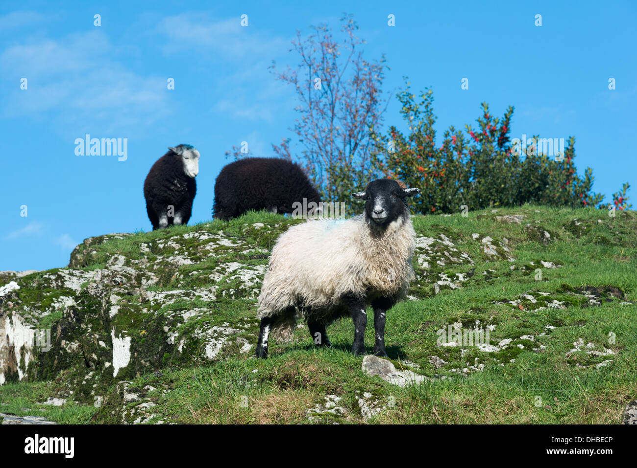 Un seul mouton Blackface devant deux moutons Herdwick sur une pente près de Buttermere, Cumbria UK Banque D'Images