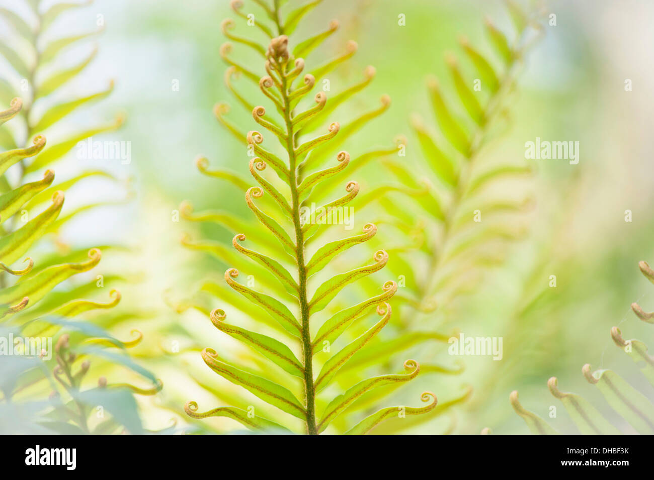 Blechnum Blechnum tabulare, la montagne. Un gros plan du motif et montrant les frondes de détail conseils gondolé. Banque D'Images