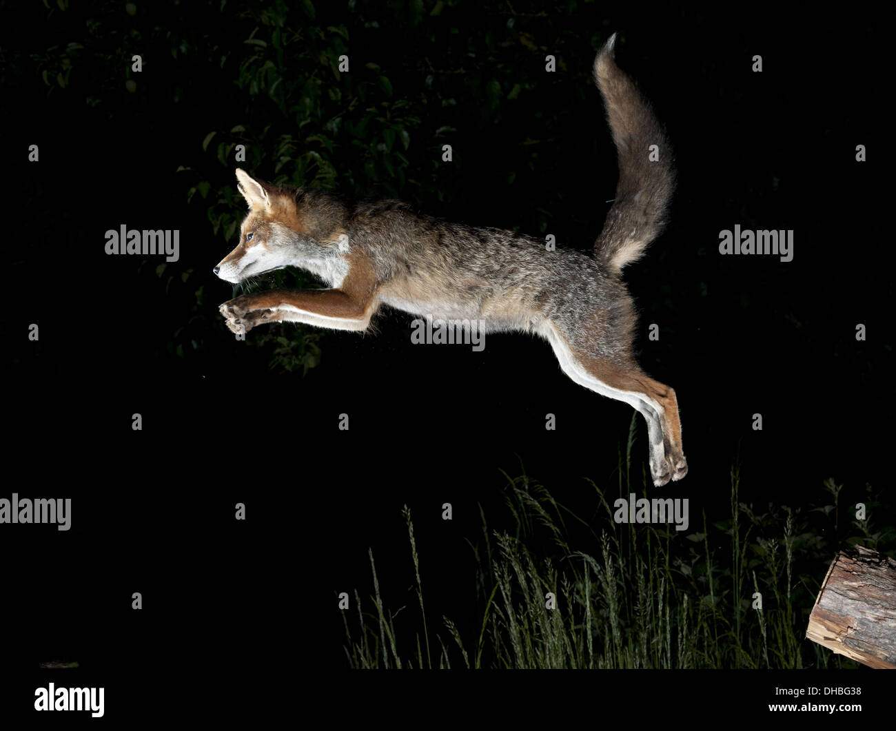 Le Renard roux Vulpes vulpes, saut, Germany, Europe Banque D'Images