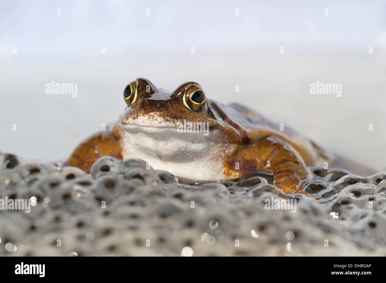 Grenouille rousse assis sur le frai, Rana temporaria, Germany, Europe Banque D'Images