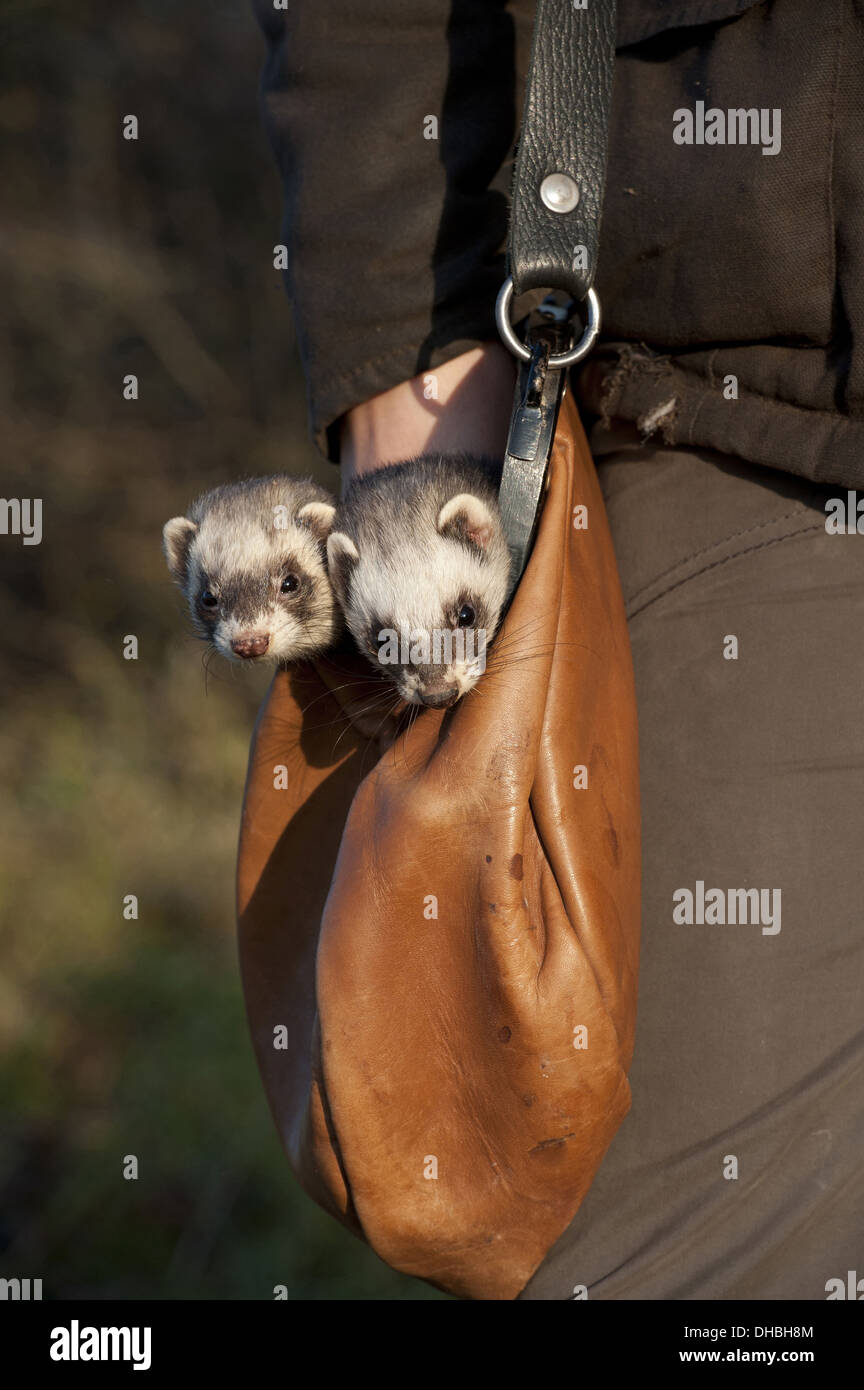 Deux furets dans un sac, Mustela putorius furo, Germany, Europe Banque D'Images