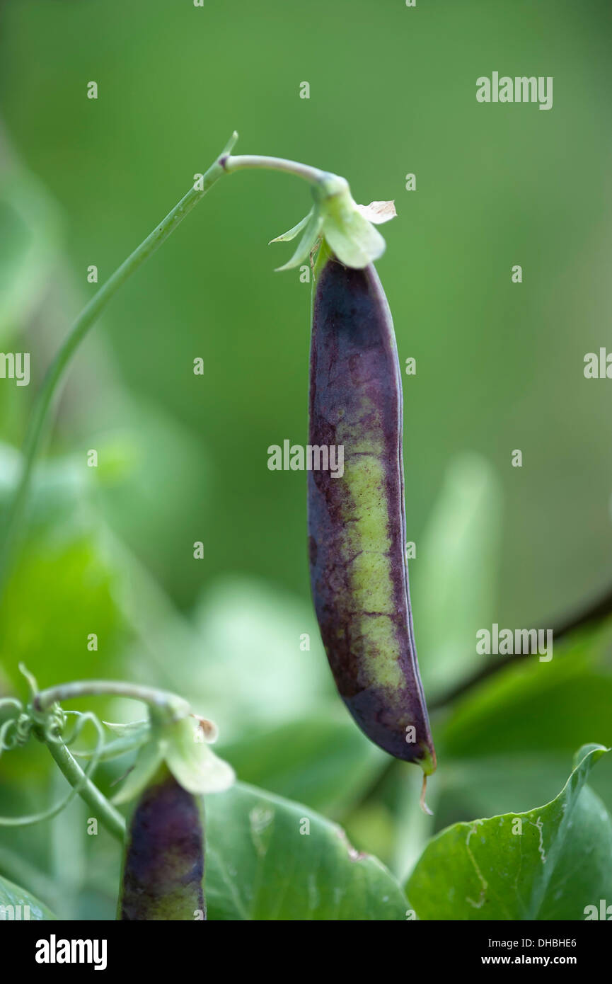 Pois, Pisum sativum. Pois mauve pod accrochée à la tige courbée. Banque D'Images