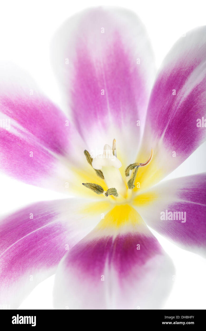 Close up de fleur tulipe unique isolé sur fond blanc avec une faible profondeur de champ. Banque D'Images