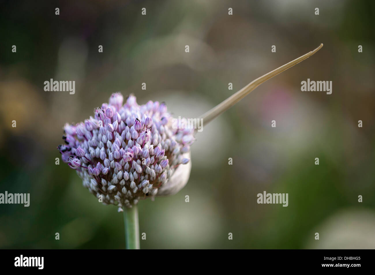Une saucisse végétarienne traditionnelle galloise poireau cultivar. Fleur de poireau avec petites fleurs de blanc teinté de violet et rose pâle et Banque D'Images