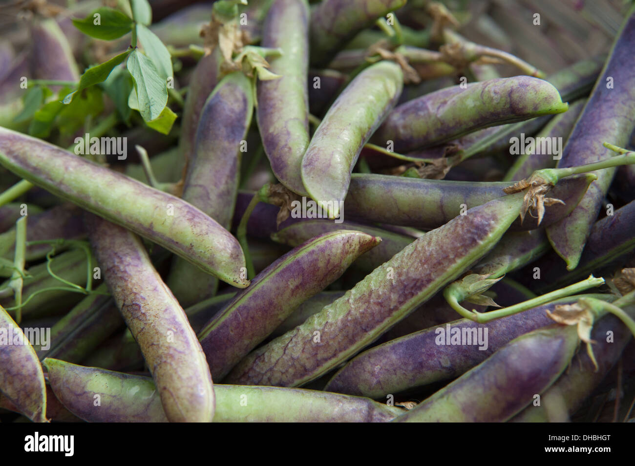 Pois, Pisum sativum 'Purple azimut'. Pois récoltés avec gousses violet et vert. Banque D'Images