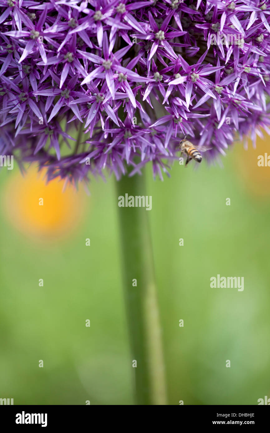 Fleur d'Allium Purple Sensation isolés contre fond vert avec une faible profondeur de champ. Banque D'Images