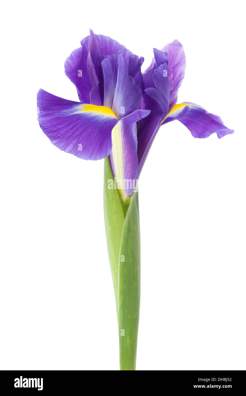 Dutch Iris flower isolé sur fond blanc avec une faible profondeur de champ. Banque D'Images