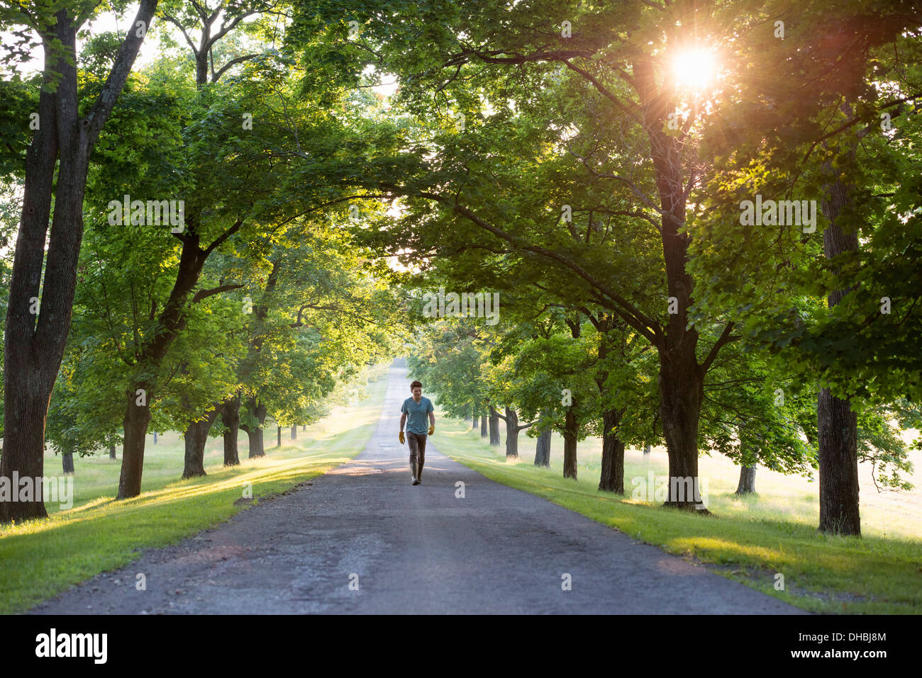 Un homme marchant dans une avenue ombragée d'arbres dans la campagne. Banque D'Images