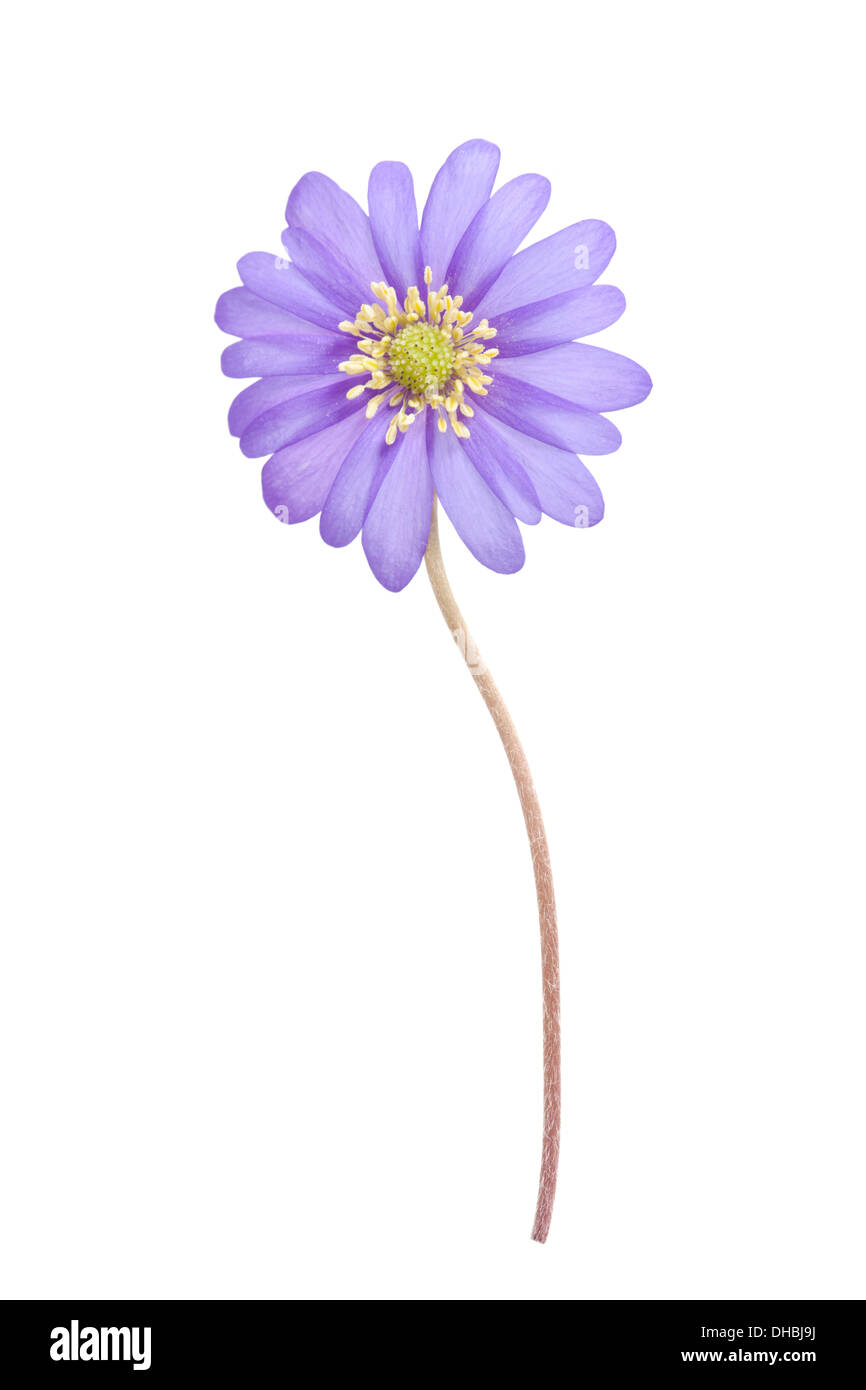 Seul blue Anemone blanda flower isolé sur fond blanc avec point de mire sur fleur centre Banque D'Images