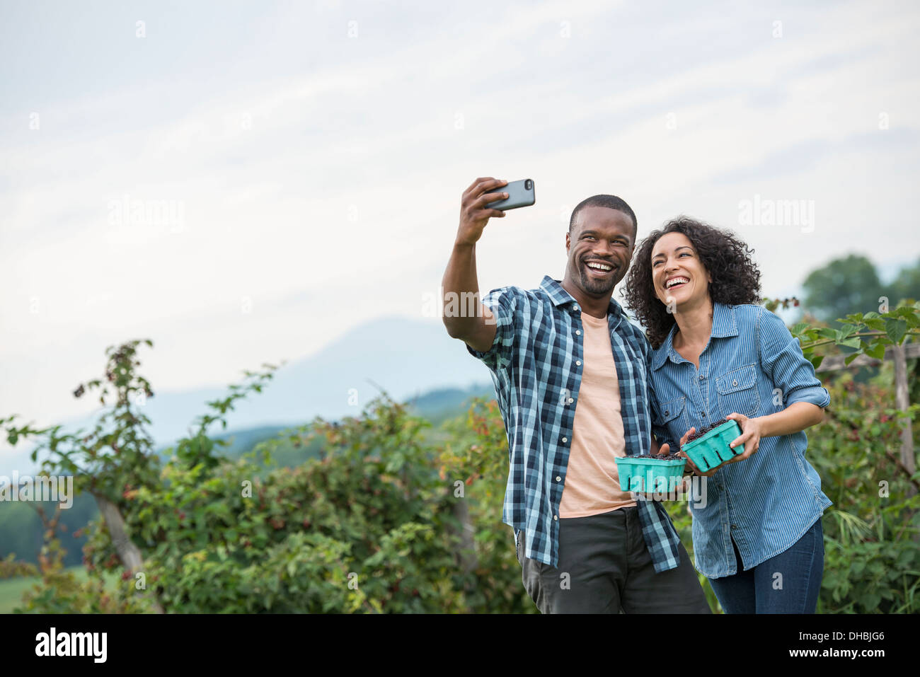 Blackberry cueillette fruits sur une ferme biologique. Un couple qui a selfy avec un téléphone intelligent, et de cueillette des fruits. Banque D'Images